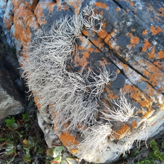 Roccellina hypomecha hypomecha