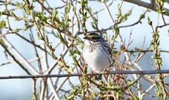 Passerculus sandwichensis