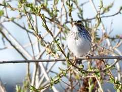 Passerculus sandwichensis