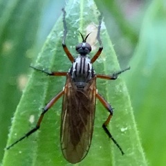 Empis opaca