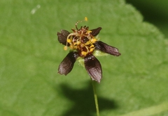 Sidastrum paniculatum