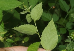 Sidastrum paniculatum