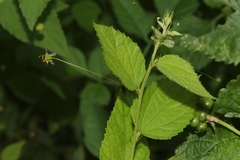 Sidastrum paniculatum