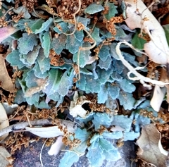 Arabis caucasica