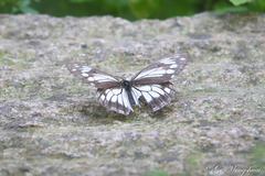 Melanargia