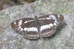 Limenitis helmanni