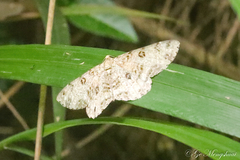 Ophthalmitis