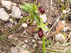 Ophrys exaltata arachnitiformis