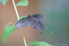 Papilio macilentus