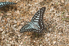 Graphium leechi