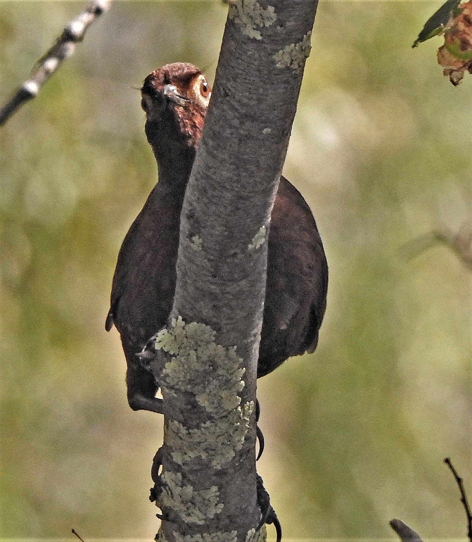 Chestnut-throated Huet-huet (Pteroptochos castaneus), photo 9