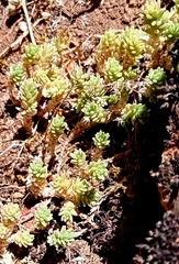 Sedum acre
