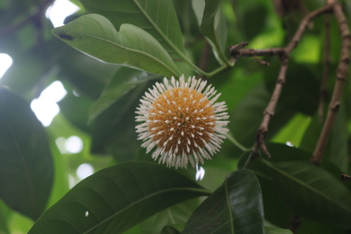 Ochreinauclea