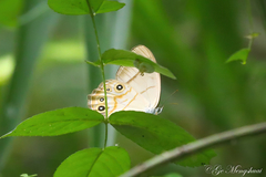 Lethe syrcis