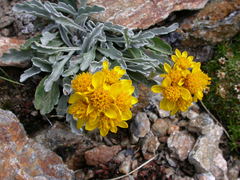 Jacobaea carniolica