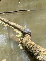 Chrysemys picta marginata