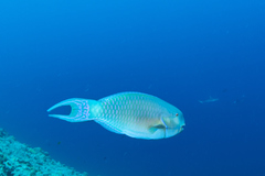 Chlorurus strongylocephalus