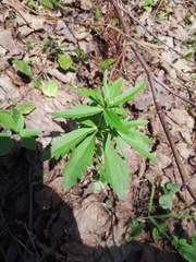 Ranunculus cassubicus