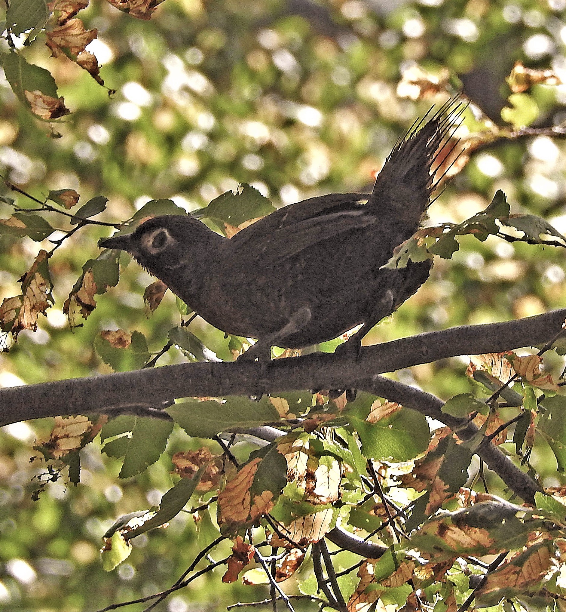 Chestnut-throated Huet-huet (Pteroptochos castaneus), photo 10