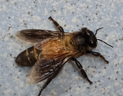 Apis dorsata