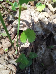 Ranunculus cassubicus