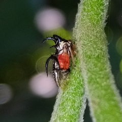 Cyphonia trifida