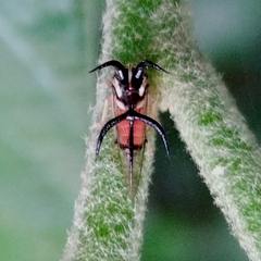 Cyphonia trifida