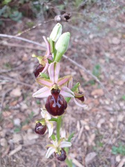 Ophrys exaltata arachnitiformis