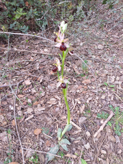 Ophrys exaltata arachnitiformis
