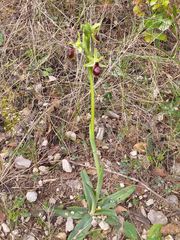 Ophrys exaltata arachnitiformis