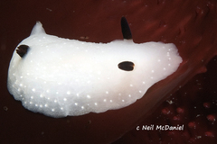 Cadlina limbaughorum