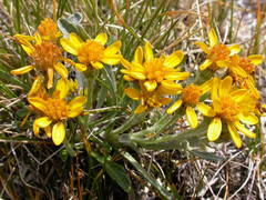 Jacobaea carniolica