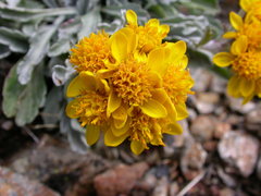 Jacobaea carniolica