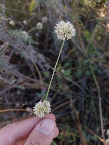 Image of Perennial Globe Amaranth (Gomphrena perennis) by (c) Tomás Carranza Perales, some rights reserved (CC BY)