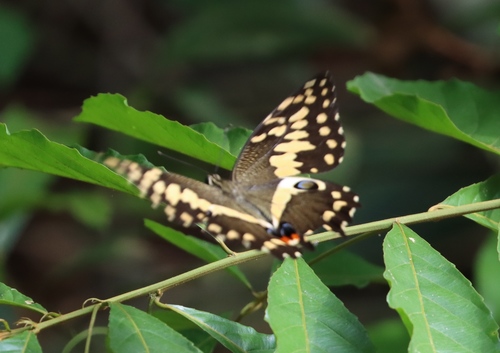 Citrus Swallowtail