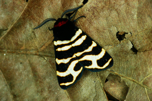 Hebe Tiger Moth