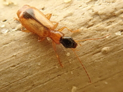 Demetrias monostigma