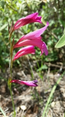 Gladiolus illyricus