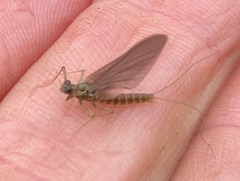 Ephemerella subvaria