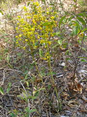 Cyrtopodium virescens