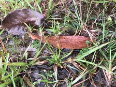 Utricularia minutissima