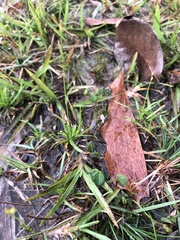 Utricularia minutissima