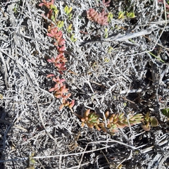 Mesembryanthemum canaliculatum
