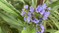 Apis mellifera