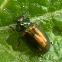 Phratora vitellinae