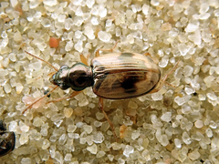Bembidion pallidipenne