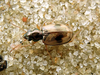 Bembidion pallidipenne - Photo (c) AWI i Pr., some rights reserved (CC BY-NC), uploaded by AWI i Pr.