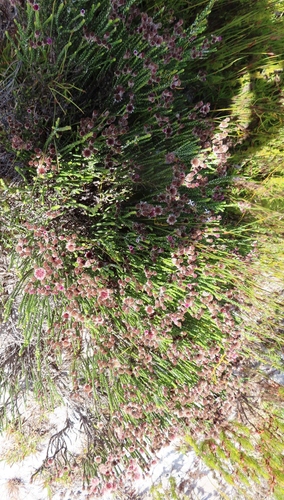 Image of Lachnospermum imbricatum by (c) linkie, some rights reserved (CC BY)