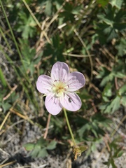 Geranium californicum