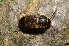 Mycetophagus atomarius